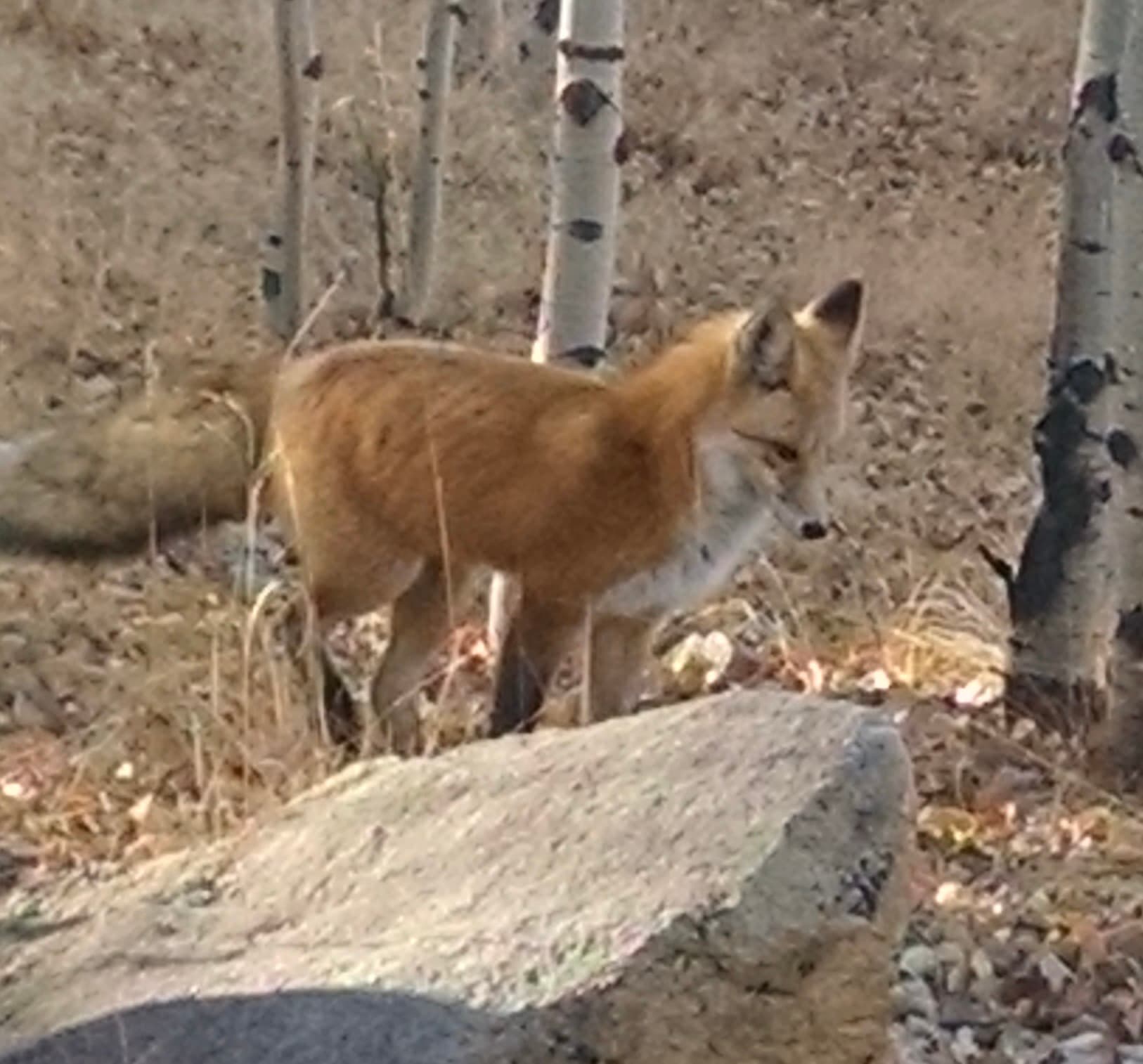 Red fox near aspen trees