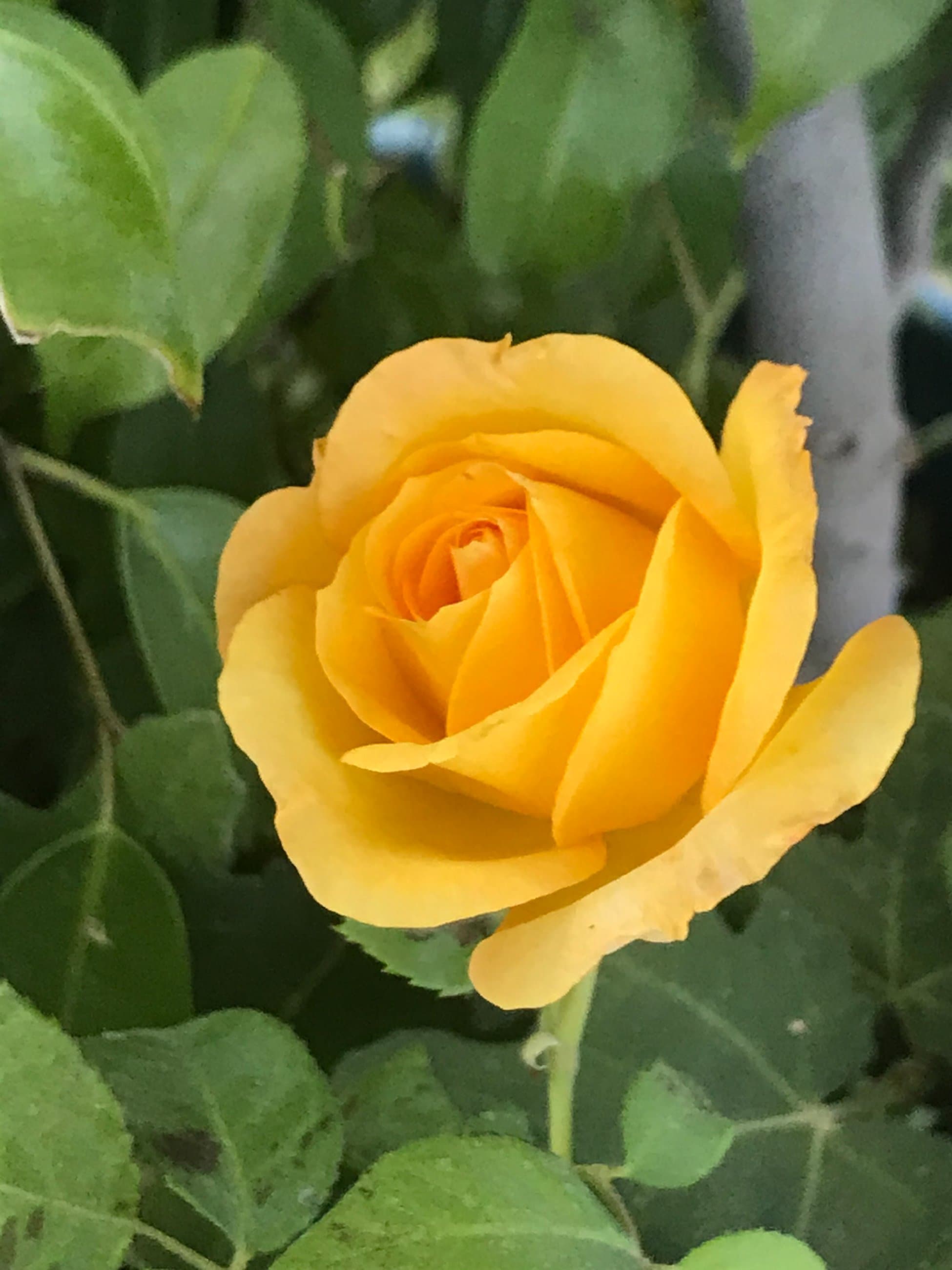 Yellow rose close-up