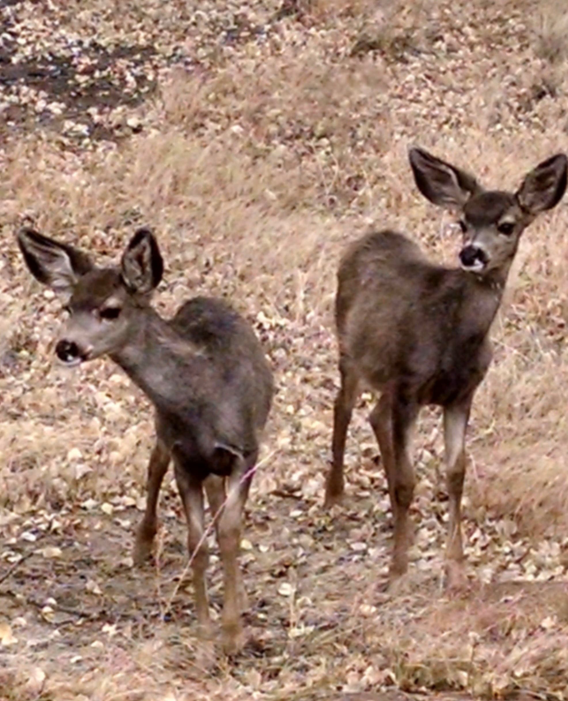 Two young fawns